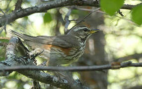 Redwing