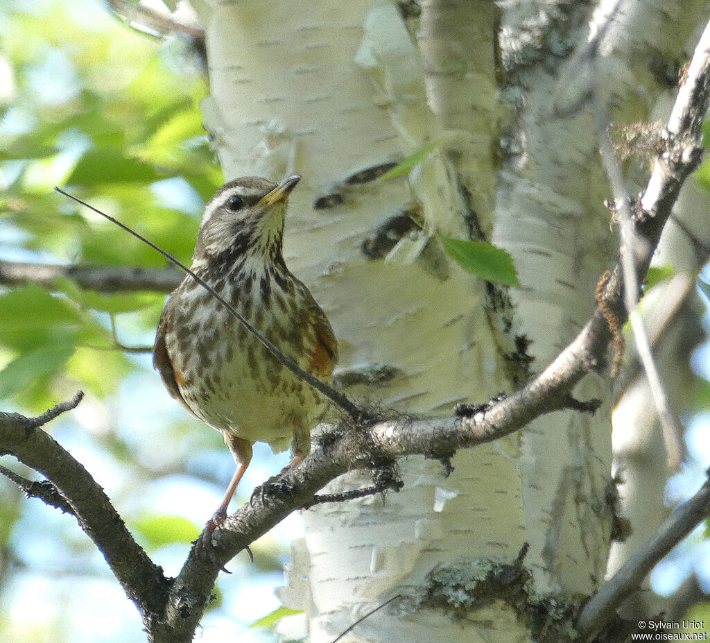 Redwingadult