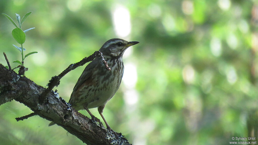 Redwingadult