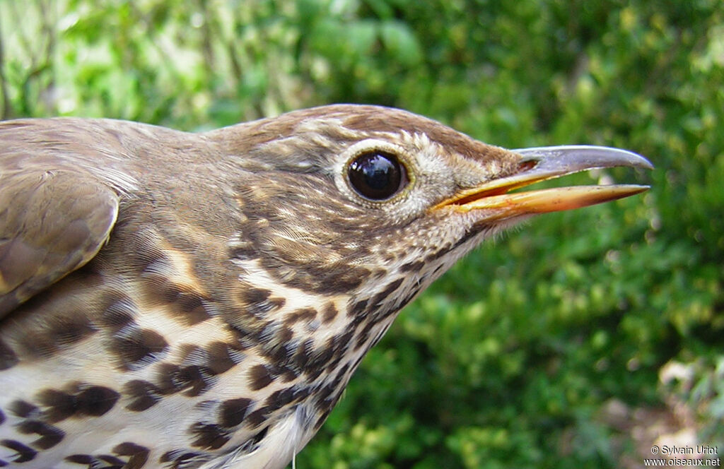 Song Thrushadult, close-up portrait