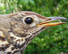 Song Thrush