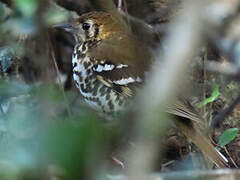 Spotted Ground Thrush