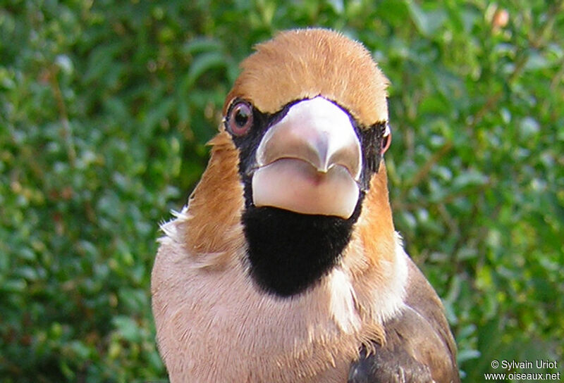 Hawfinch male adult, close-up portrait