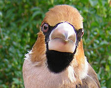 Hawfinch