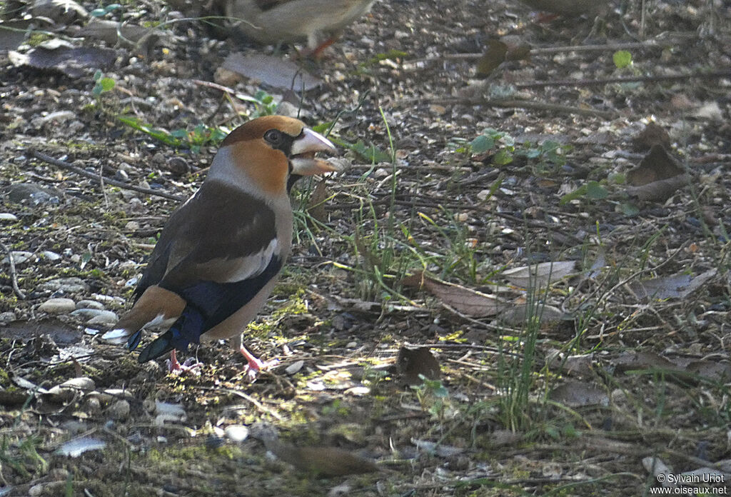 Hawfinch male adult