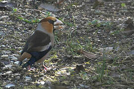 Hawfinch