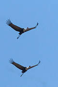 Wattled Crane