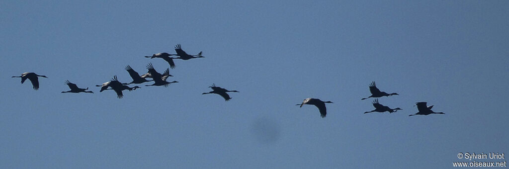 Common Crane