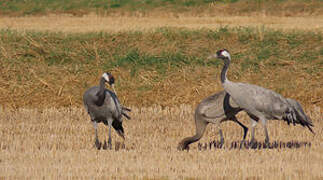 Common Crane