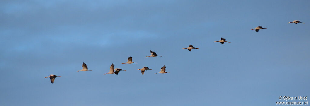 Common Craneadult