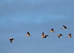 Common Crane