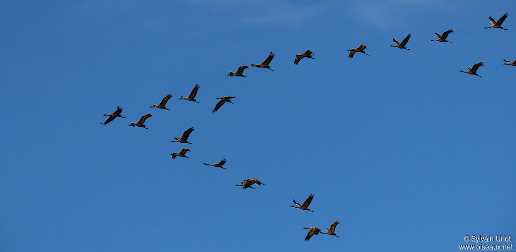 Common Craneadult