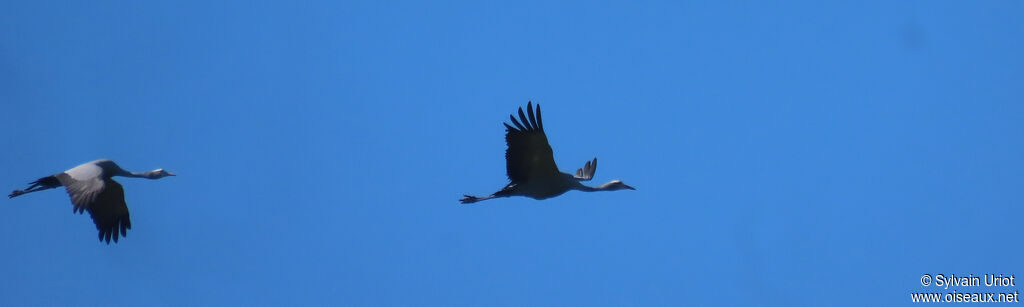 Blue Craneadult