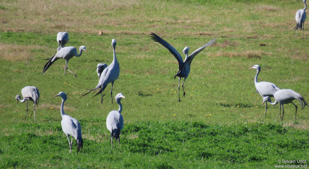 Blue Craneadult