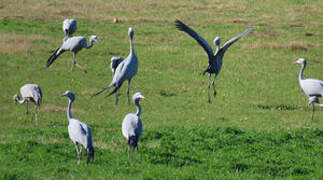 Blue Crane