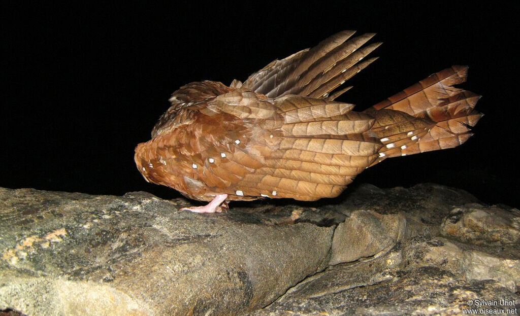 Guacharo des cavernes