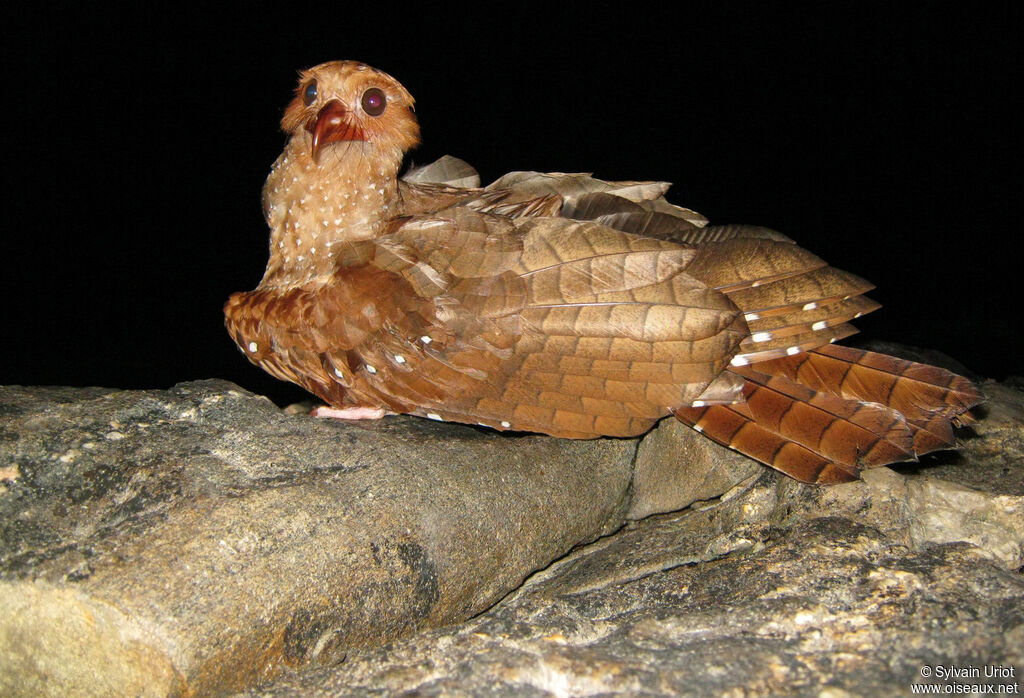 Guacharo des cavernes