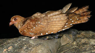 Oilbird