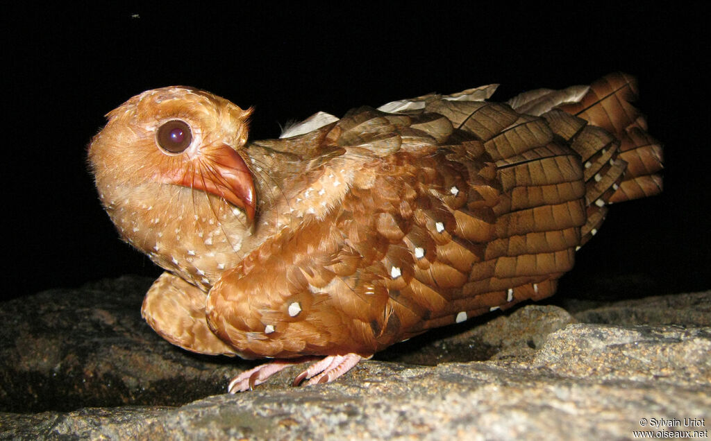 Oilbird