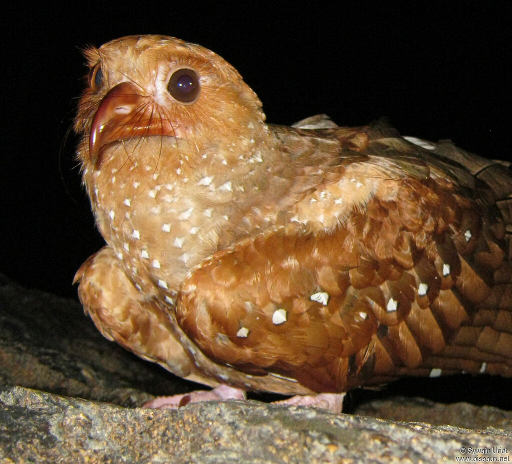 Guacharo des cavernes