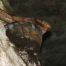 Guacharo des cavernes