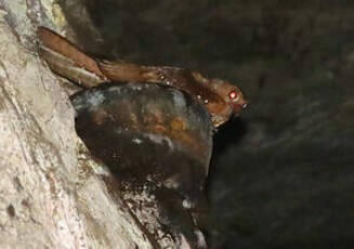 Guacharo des cavernes