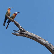 White-fronted Bee-eater