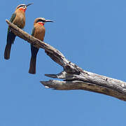 White-fronted Bee-eater