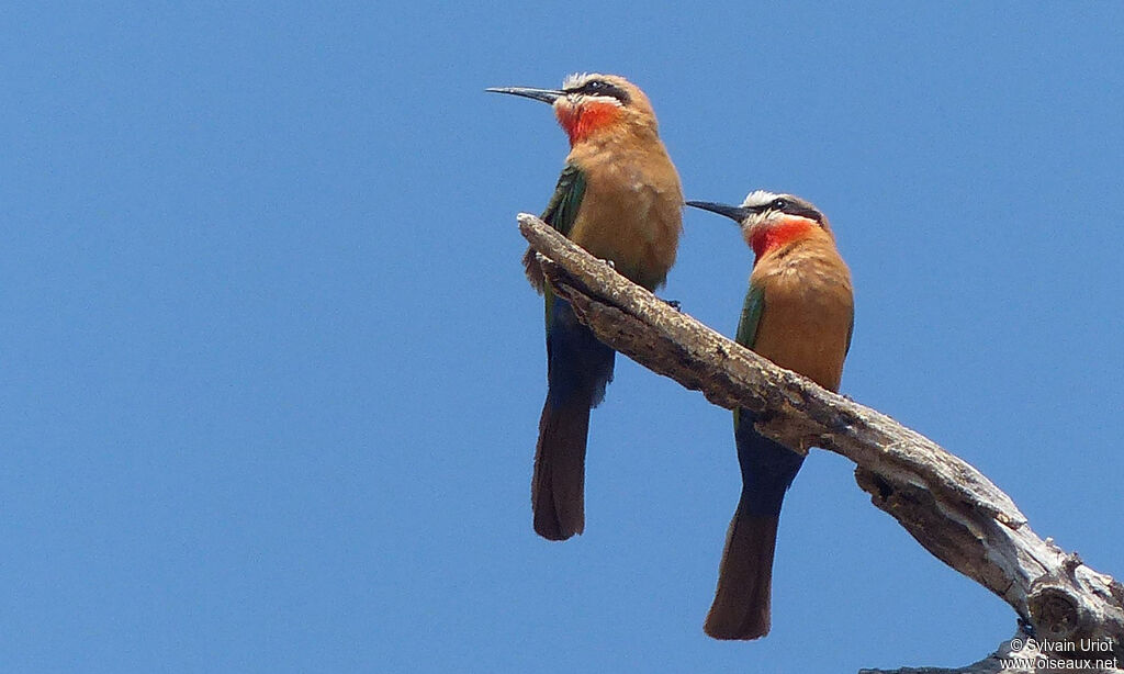 White-fronted Bee-eater