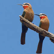 White-fronted Bee-eater