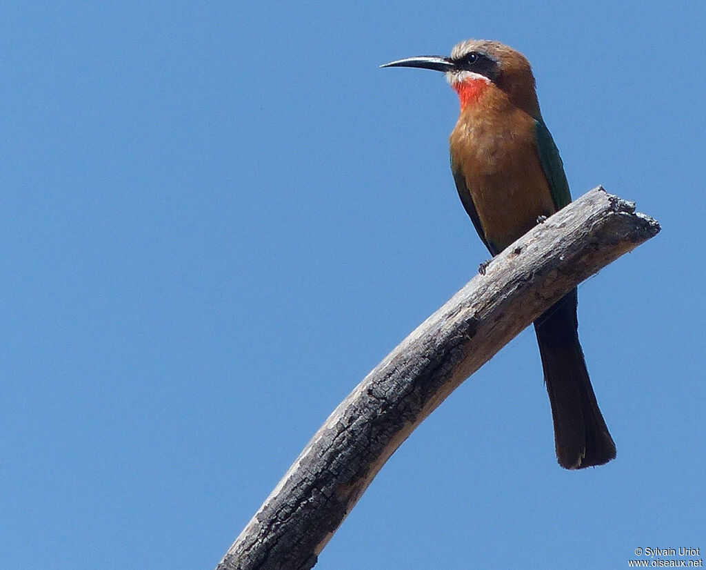 White-fronted Bee-eater