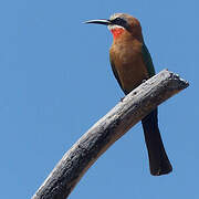 White-fronted Bee-eater