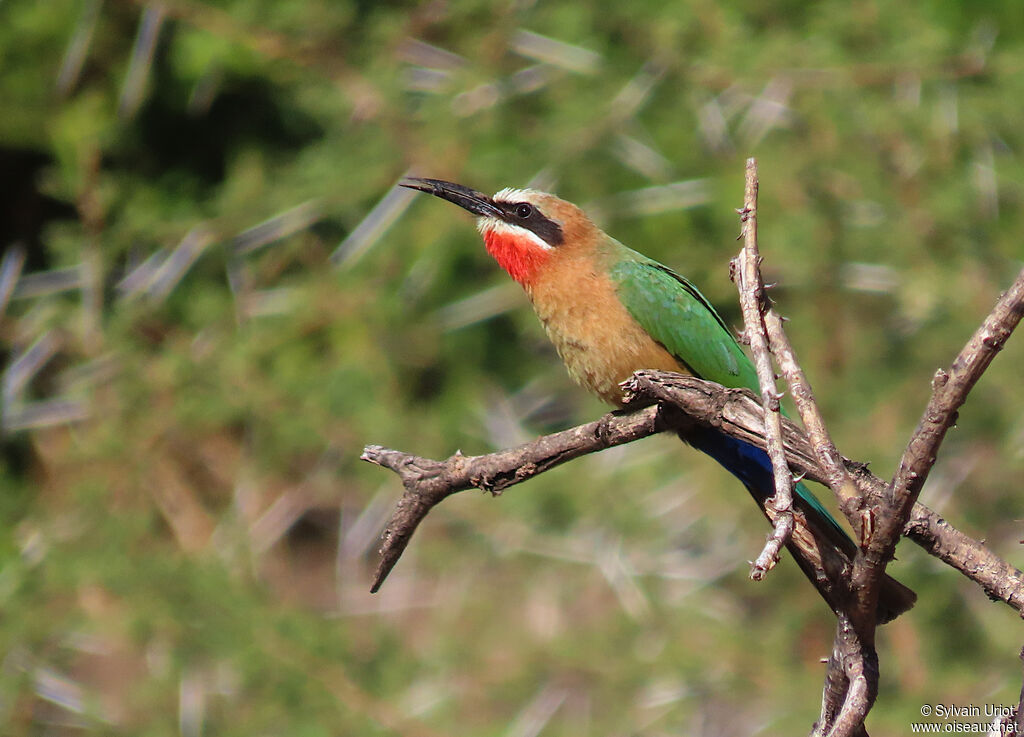 White-fronted Bee-eateradult