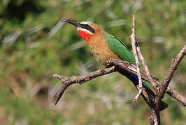 White-fronted Bee-eater