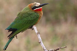 White-fronted Bee-eater