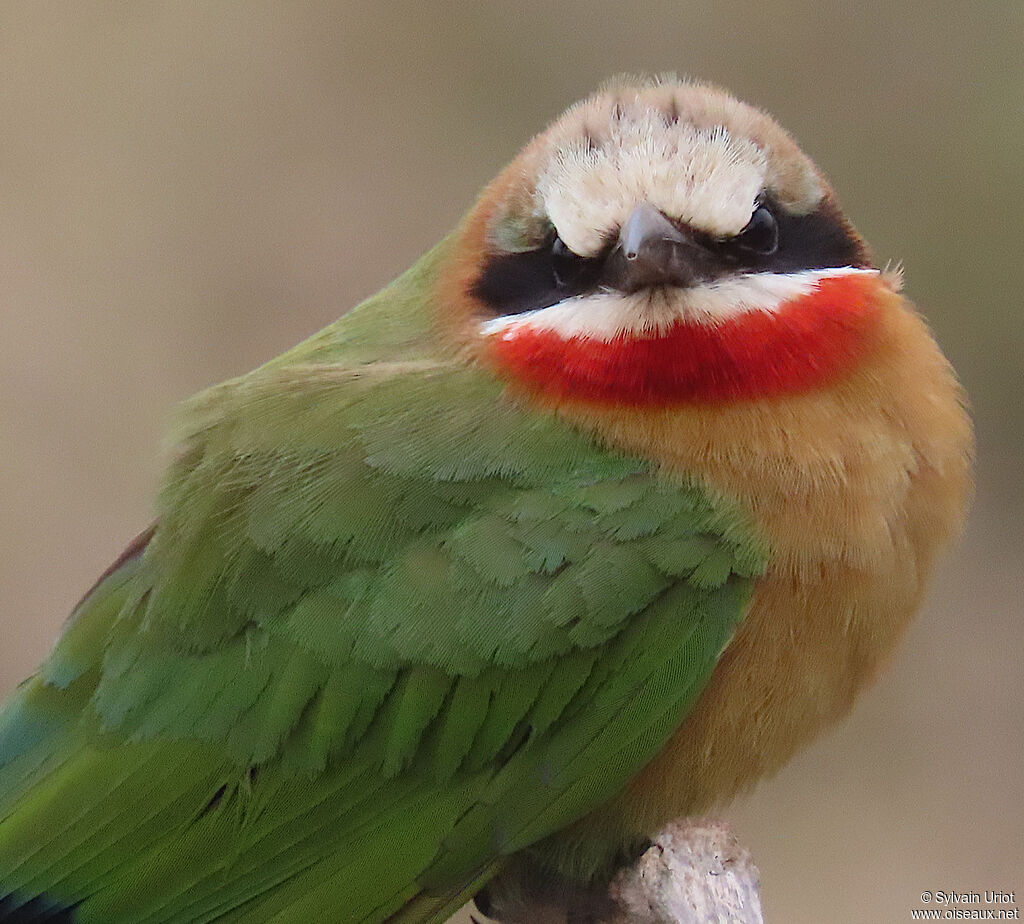 White-fronted Bee-eateradult