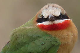 White-fronted Bee-eater