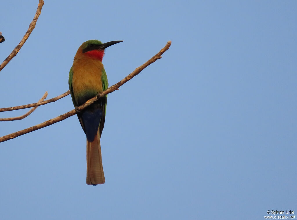 Red-throated Bee-eateradult