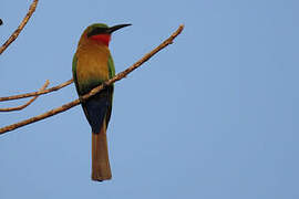 Red-throated Bee-eater