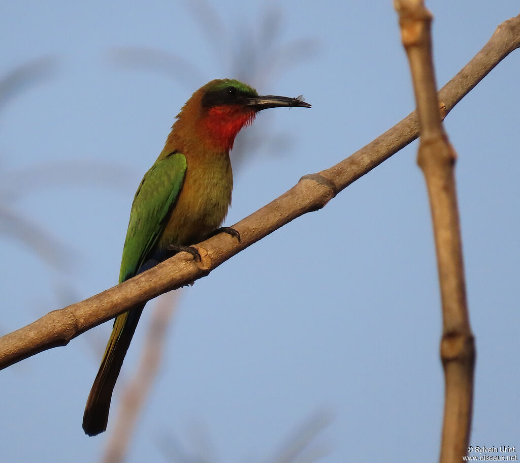 Red-throated Bee-eateradult