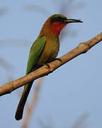 Red-throated Bee-eater