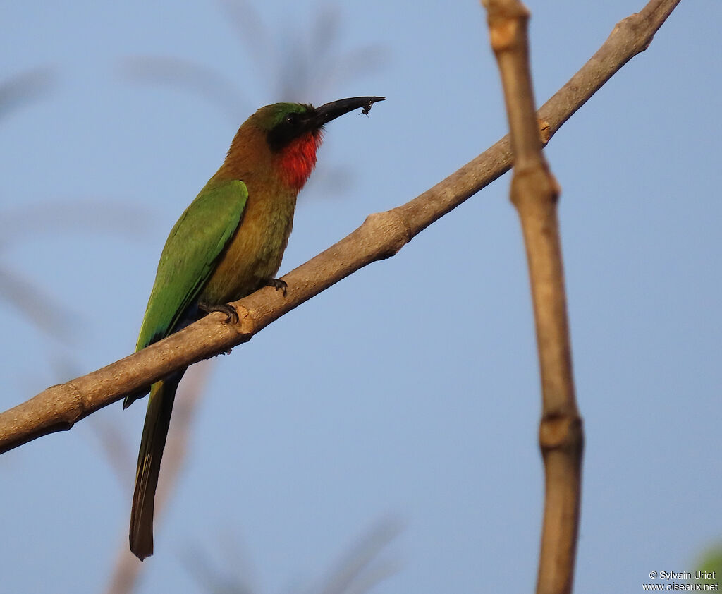 Red-throated Bee-eateradult