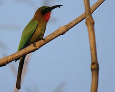 Red-throated Bee-eater