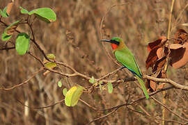 Red-throated Bee-eater