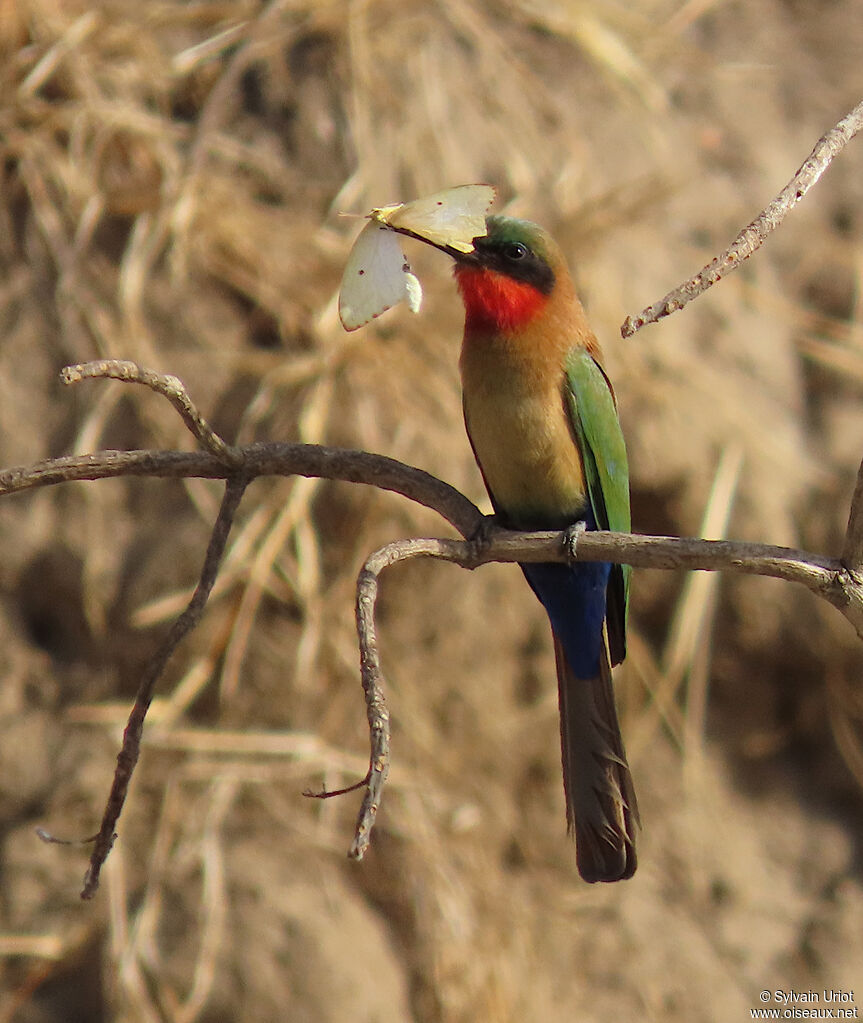Red-throated Bee-eateradult