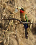 Red-throated Bee-eater