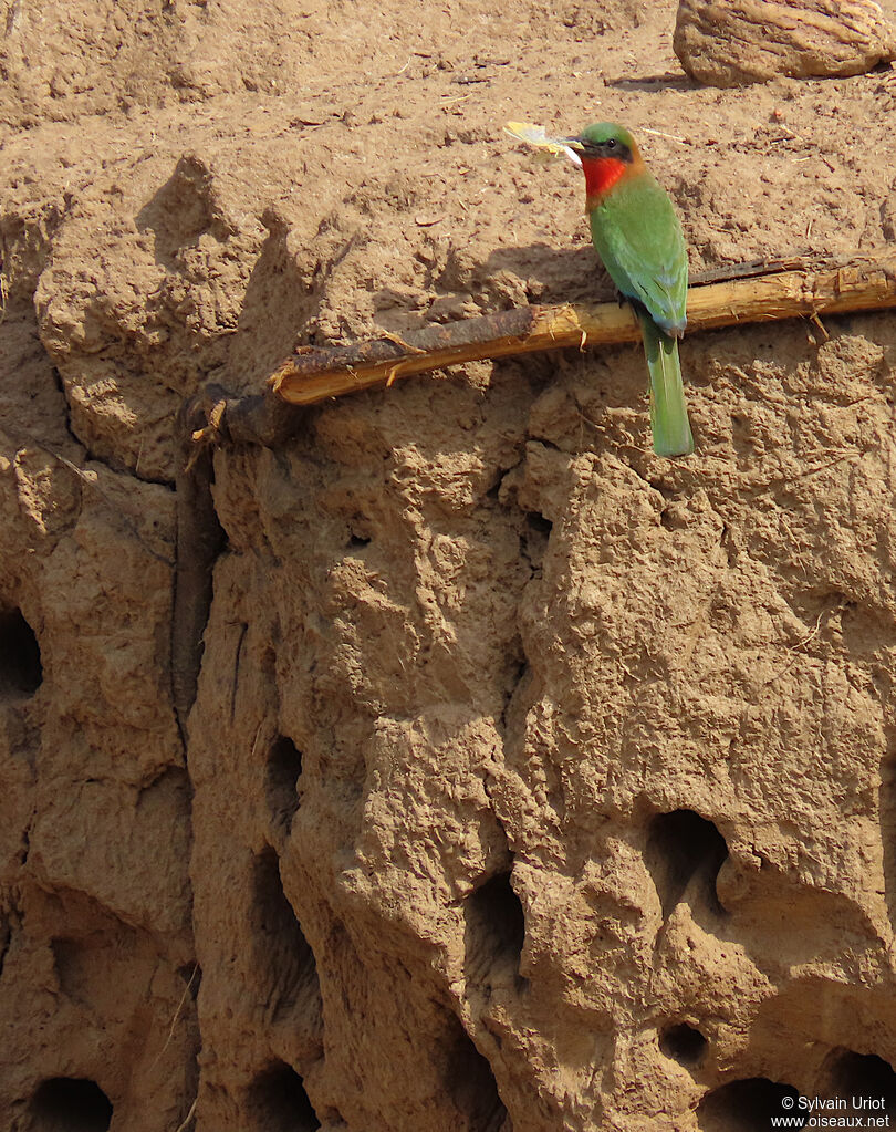 Red-throated Bee-eateradult, Reproduction-nesting