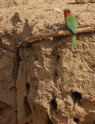Red-throated Bee-eater
