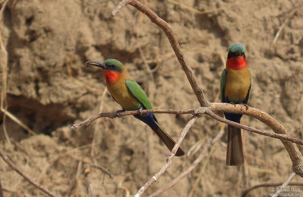 Red-throated Bee-eateradult