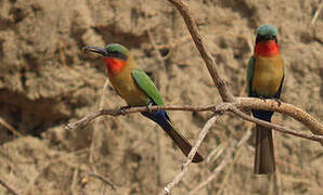 Red-throated Bee-eater